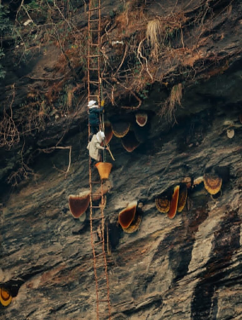 Natural Himalayan cliffs with giant honeycombs – source of pure Himalayan Mad Honey collected from wild bees.