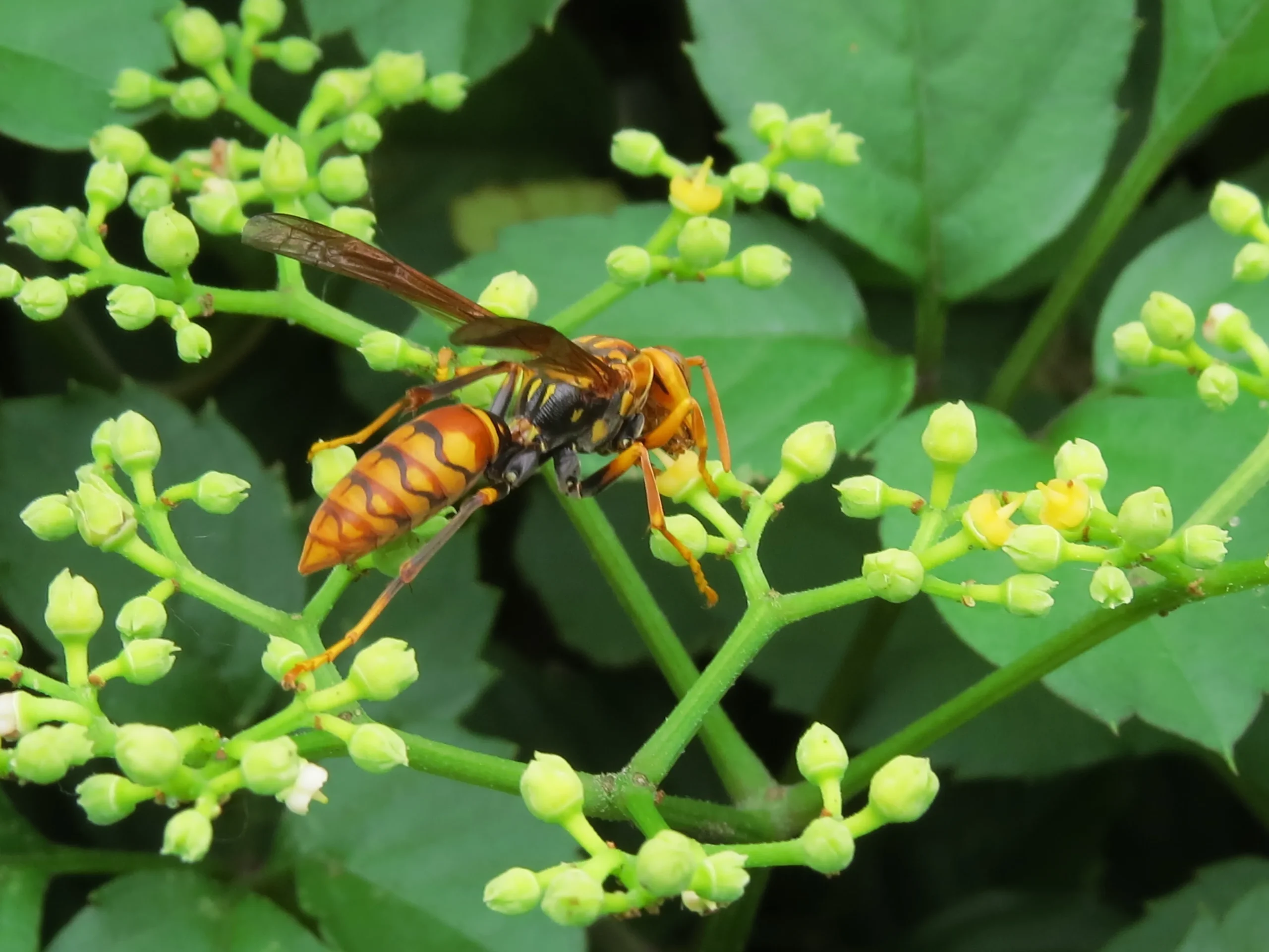 Mad Honey Plant: The Flower Behind Nepal’s Rare Honey